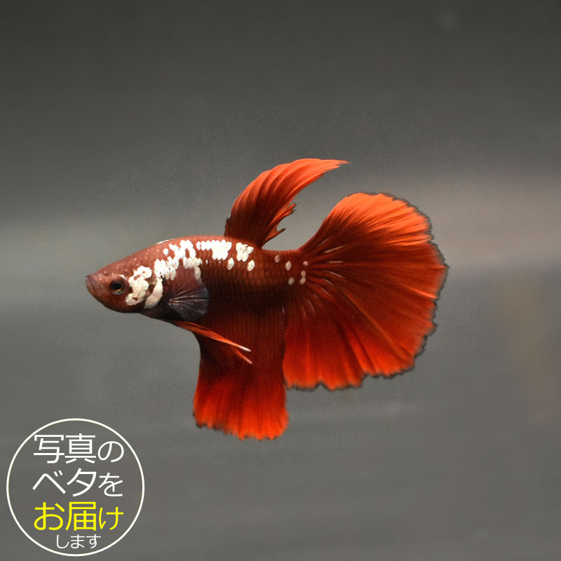 【ベタ】ハーフムーンサムライ　♂ 個体番号:bta-hmsam375 ベタ 熱帯魚 闘魚 きれい 美しい 高級 一点も..