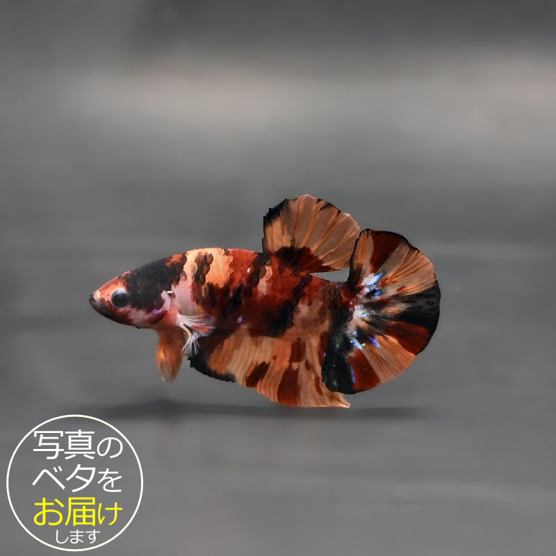 コイベタ・ニモ　♂ 個体番号:bta-koinmo541 ベタ 熱帯魚 闘魚 きれい 美しい 高級 一点もの インテリア アクアリウム 生体