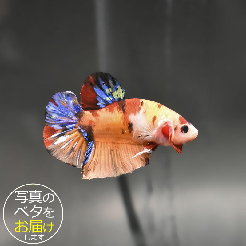 楽天市場】魚 ベタ 闘魚（ペット・ペットグッズ）の通販