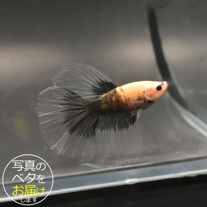 �ڥ٥��ۥ����ѡ��ǥ륿���� �����ֹ�:bta-sd423 �٥� Ǯ�ӵ� Ʈ�� ���줤 ������ ��� ������� ����ƥꥢ �������ꥦ�� ����