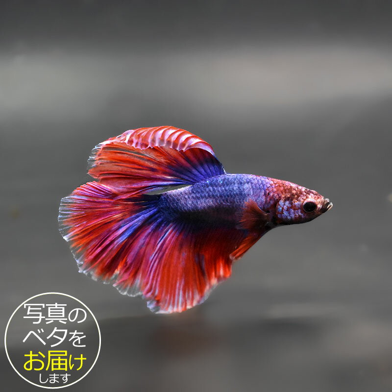 �ڥ٥��ۥ����ѡ��ǥ륿���� �����ֹ�:bta-sd447 �٥� Ǯ�ӵ� Ʈ�� ���줤 ������ ��� ������� ����ƥꥢ �������ꥦ�� ����