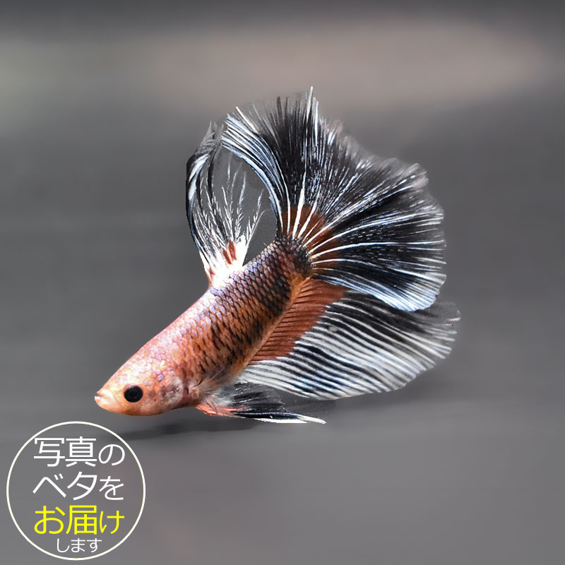 【ベタ】スーパーデルタ　♂ 個体番号:bta-sd448 ベタ 熱帯魚 闘魚 きれい 美しい 高級  ...