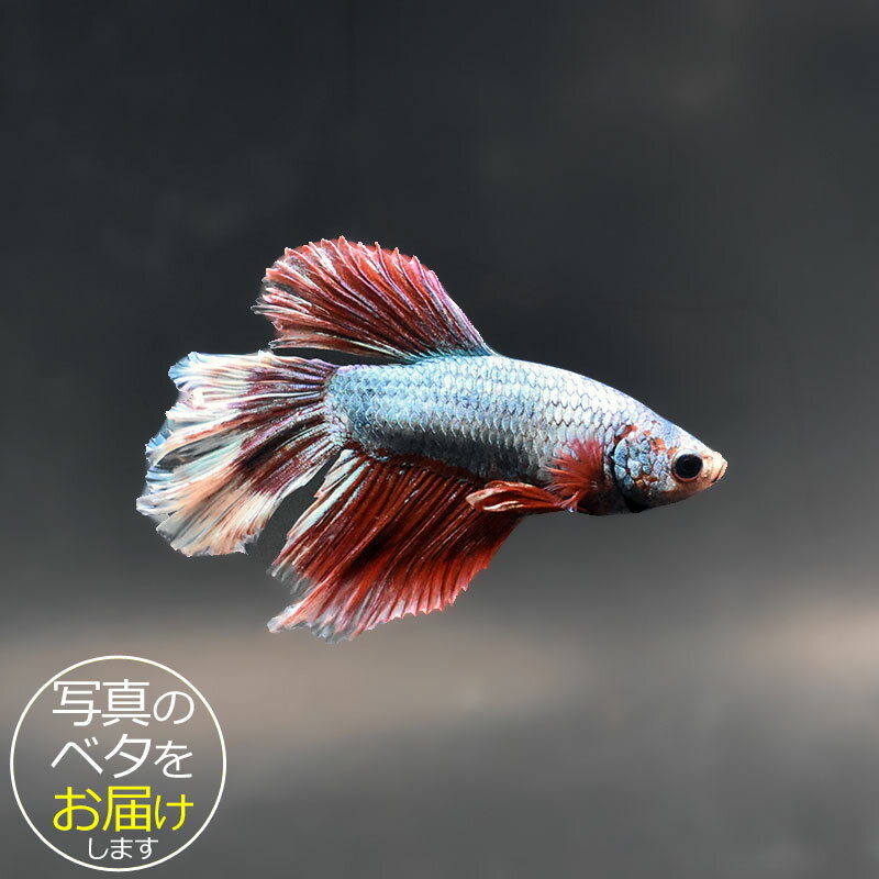 【ベタ】スーパーデルタ　♂ 個体番号:bta-sd450 ベタ 熱帯魚 闘魚 きれい 美しい 高級 一点もの インテリア アクアリウム 生体