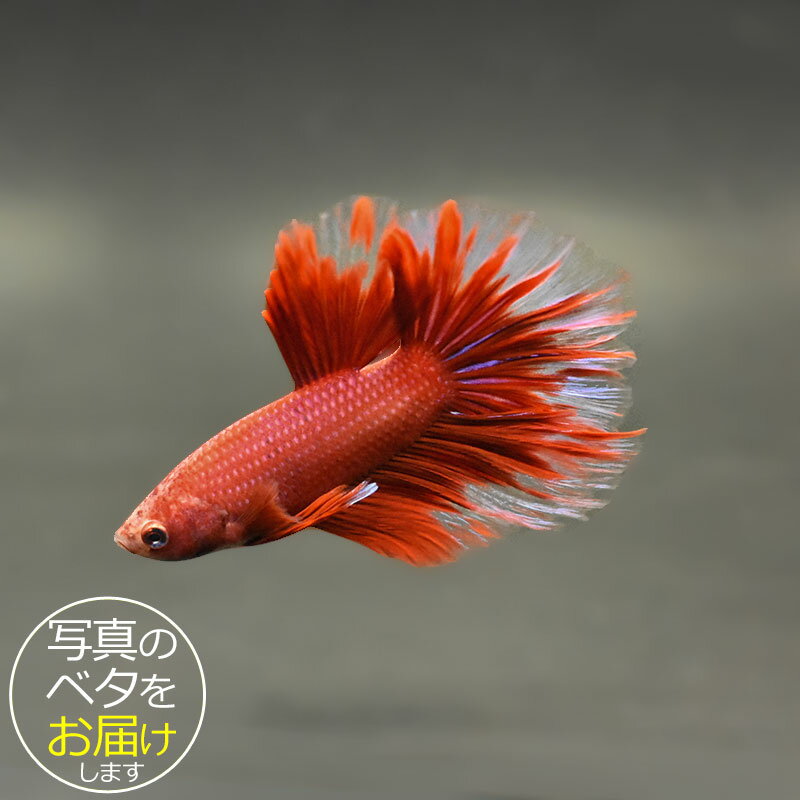 【ベタ】スーパーデルタ　♂ 個体番号:bta-sd476 ベタ 熱帯魚 闘魚 きれい 美しい 高級 一点もの インテリア アクアリウム 生体