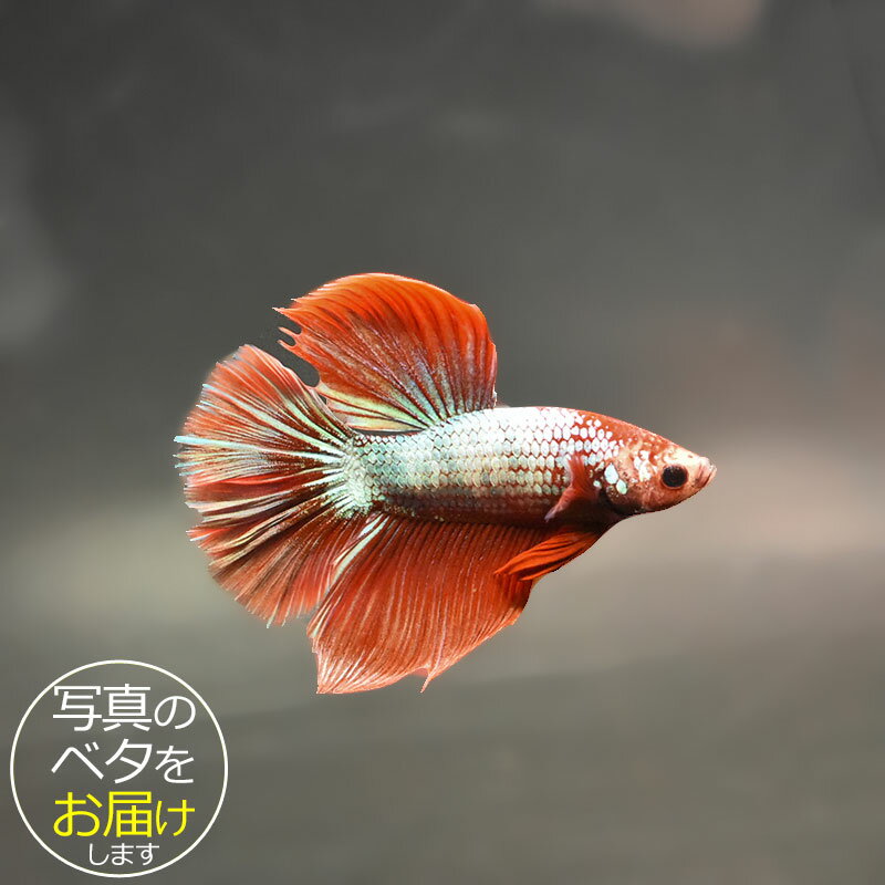 Saltwater Fishes - 【ベタ】スーパーデルタ　♂ 個体番号:bta-sd528 ベタ 熱帯魚 闘魚 きれい 美しい 高級 一点もの インテリア アクアリウム 生体
