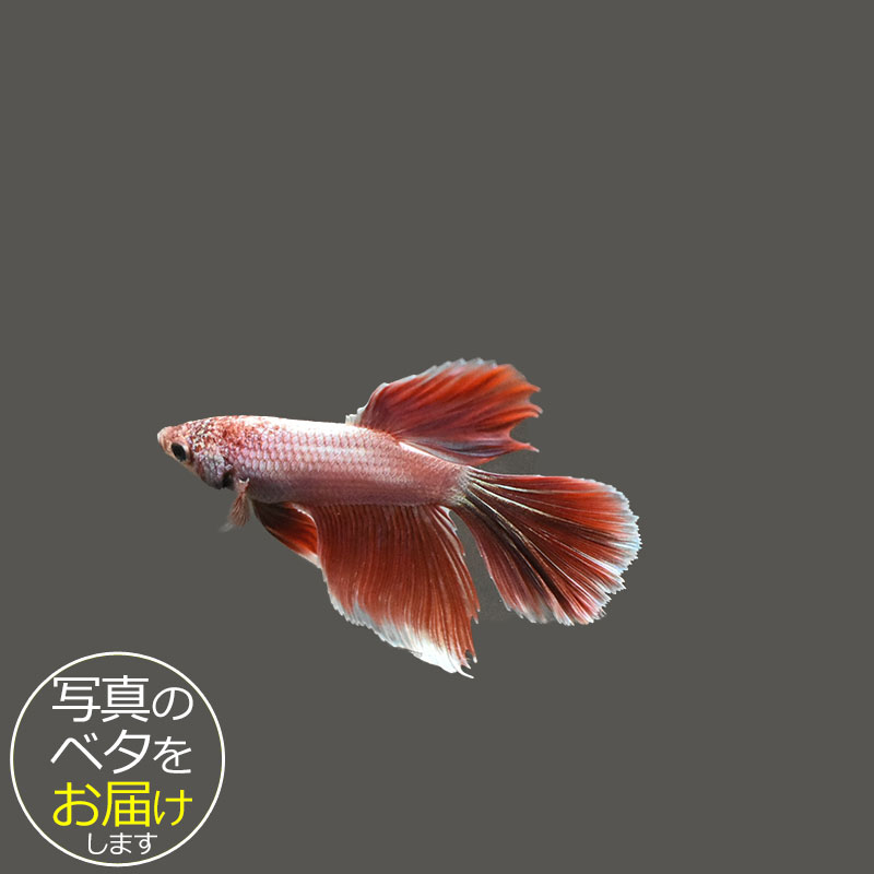 Other - 【ベタ】スーパーデルタ　♂ 個体番号:bta-sd529 ベタ 熱帯魚 闘魚 きれい 美しい 高級 一点もの インテリア アクアリウム 生体
