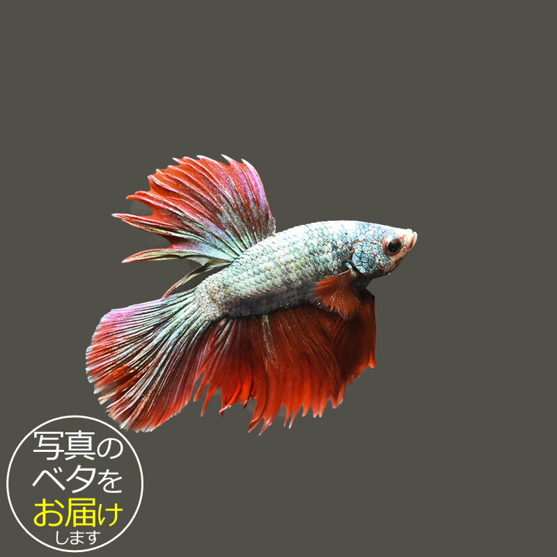 【ベタ】スーパーデルタ　♂ 個体番号:bta-sd530 ベタ 熱帯魚 闘魚 きれい 美しい 高級 一点もの インテリア アクアリウム 生体