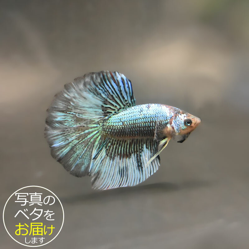 ベタ 魚 F4 キャンバス 333mmx242mm 楽天市場】魚 ベタ 闘魚（ペット・ペットグッズ）の通販