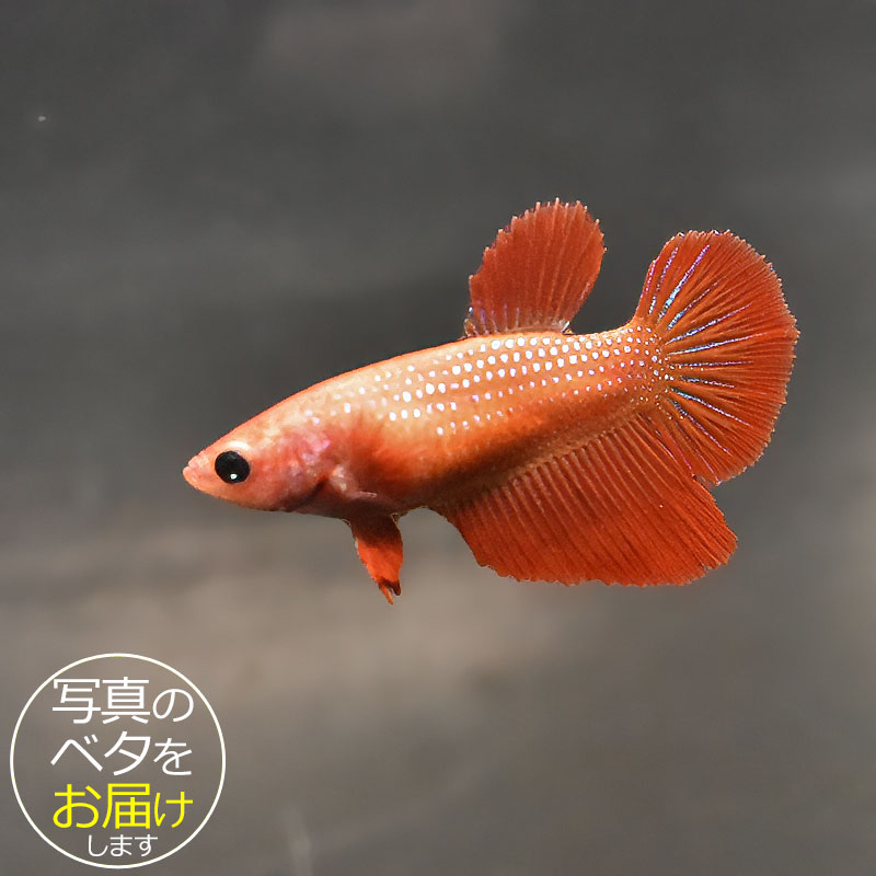 ベタはタイ原産の熱帯魚で、別名「闘魚」とも呼ばれています。 古くから観賞用や賭け事などで親しまれているペットフィッシュです。 ベタの大きな特徴の一つとしてラビリンス器官(補助呼吸器官)があげられます。 空気中の酸素を口から取り込み、器官を通すことによって呼吸をすることができます。 その為、エアポンプなどの器材を使わない(エコ水槽)でも飼育をすることができます。 中でもショー(ショークォリティ)ベタは観賞用として品種改良されたベタで、コンテストが開かれる程の様々な鰭の形や鮮やかな体色を持っています。 近年のショー・ベタは更にハイクォリティになり、美しさへのこだわりは進化し続けています。 ベタはコレクションや繁殖を目指したり、インテリア性も高いことから様々な楽しみ方のできる魅力的なペットフィッシュです。 魚種名：ベタ 出荷サイズ(約)：6〜7cm前後 最大サイズ(約)：6〜7cm前後 おススメ水槽サイズ：小型水槽から飼育可能 混泳について：△ 単独での飼育がおすすめです。 餌について： ベタ専用のフードをご利用ください。 [生体の発送について] 元気な状態でお届けするため、可能な限り早い時間帯での時間指定・お受け取りをお願い致します。 また、生体の到着後は速やかに状態をご確認下さいませ。 お届けが難しいと判断した場合はご連絡の上、ご注文をキャンセルさせて頂く場合がございます。 当店では、以下の取り組みを行っています。 ・選別を行い、状態の良い生体を発送します。 ・断熱効果の高い発送スチロールを梱包材として使用します。 ・保温のため、夏場は保冷剤、冬場はカイロを同梱します。 [生体のコンディションについて] 当店では、生体管理に万全を期しておりますが、一つの水槽に対し複数匹の生体をストック管理しているため、多少のヒレ欠け・ヒレ裂け等が発生する場合がございます。 返品・交換の対象外とさせて頂きますので予めご了承下さいませ。 また、日にちがたつにつれて、色や柄、体型などが変化する可能性がありますので、予めご了承ください。 [生体の死着補償について] 当店では生体の死着があった場合、再発送または商品代金の返金にて対応させて頂いております。 在庫状況により再発送が行えない場合がございます。 ※保障サービス付きの場合は、死着補償の対象外です。 ＊補償の対象＊ ・到着の時点で死亡している場合 ・著しく状態が悪く回復の見込みがない場合 (ひっくり返って浮いている、明らかに異常な泳ぎ方をしているもの) ※輸送過程での疲労・ストレスにより変色(白っぽい、黒っぽい)する場合がありますが次第に回復します。 ＊補償の対象外となるもの＊ ・配送が翌日16時以降となる地域の場合 ・お客様のご都合によりお受け取り日時が延長がされた場合 ・生体袋開封後の画像、返送の場合 ・到着後、6時間以内にご連絡頂けなかった場合 7月から9月の間(高温時期)、12月から3月の間(低温時期)の出荷に関しましては、翌日午前中のお受け取りが可能な場合のみを補償対象とさせて頂きます。 ＊死着の確認について＊ ・かならず袋に入った状態で写真を撮影して、メールに添付してご連絡ください。 当店で確認後、メールまたはお電話にて対応方法をご連絡いたします。■ベタと一緒にいかがですか？ 小型水槽 アクアエッグ ブルー 小型水槽 アクアエッグ グレー ベタソルト 100g フード ひかりベタ 2g ☆★お試し★☆ アクアシステムコンディショナー3種セット