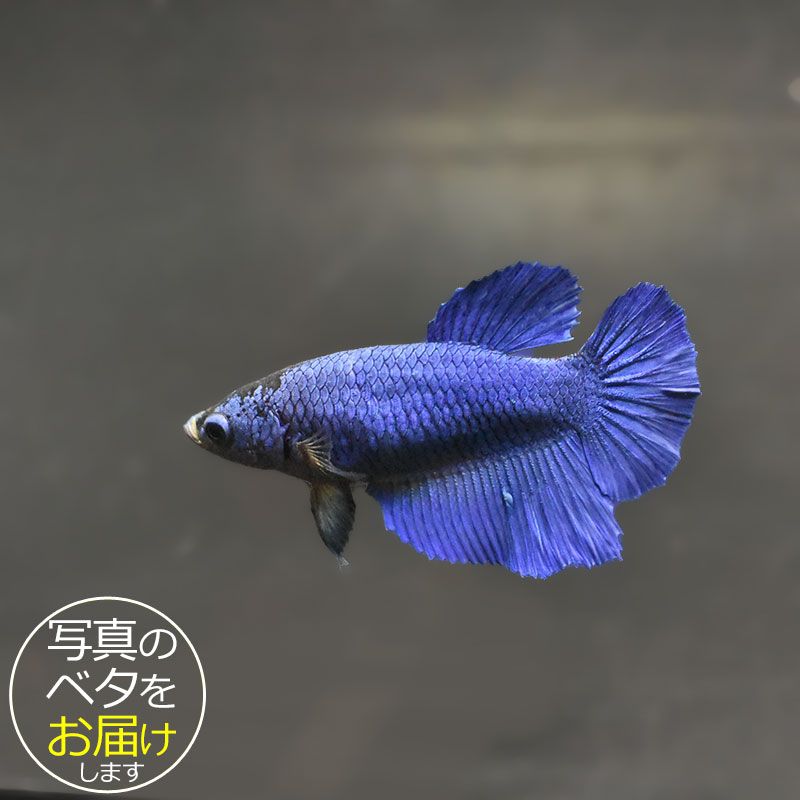 ベタはタイ原産の熱帯魚で、別名「闘魚」とも呼ばれています。 古くから観賞用や賭け事などで親しまれているペットフィッシュです。 ベタの大きな特徴の一つとしてラビリンス器官(補助呼吸器官)があげられます。 空気中の酸素を口から取り込み、器官を通すことによって呼吸をすることができます。 その為、エアポンプなどの器材を使わない(エコ水槽)でも飼育をすることができます。 中でもショー(ショークォリティ)ベタは観賞用として品種改良されたベタで、コンテストが開かれる程の様々な鰭の形や鮮やかな体色を持っています。 近年のショー・ベタは更にハイクォリティになり、美しさへのこだわりは進化し続けています。 ベタはコレクションや繁殖を目指したり、インテリア性も高いことから様々な楽しみ方のできる魅力的なペットフィッシュです。 魚種名：ベタ 出荷サイズ(約)：6〜7cm前後 最大サイズ(約)：6〜7cm前後 おススメ水槽サイズ：小型水槽から飼育可能 混泳について：△ 単独での飼育がおすすめです。 餌について： ベタ専用のフードをご利用ください。 [生体の発送について] 元気な状態でお届けするため、可能な限り早い時間帯での時間指定・お受け取りをお願い致します。 また、生体の到着後は速やかに状態をご確認下さいませ。 お届けが難しいと判断した場合はご連絡の上、ご注文をキャンセルさせて頂く場合がございます。 当店では、以下の取り組みを行っています。 ・選別を行い、状態の良い生体を発送します。 ・断熱効果の高い発送スチロールを梱包材として使用します。 ・保温のため、夏場は保冷剤、冬場はカイロを同梱します。 [生体のコンディションについて] 当店では、生体管理に万全を期しておりますが、一つの水槽に対し複数匹の生体をストック管理しているため、多少のヒレ欠け・ヒレ裂け等が発生する場合がございます。 返品・交換の対象外とさせて頂きますので予めご了承下さいませ。 また、日にちがたつにつれて、色や柄、体型などが変化する可能性がありますので、予めご了承ください。 [生体の死着補償について] 当店では生体の死着があった場合、再発送または商品代金の返金にて対応させて頂いております。 在庫状況により再発送が行えない場合がございます。 ※保障サービス付きの場合は、死着補償の対象外です。 ＊補償の対象＊ ・到着の時点で死亡している場合 ・著しく状態が悪く回復の見込みがない場合 (ひっくり返って浮いている、明らかに異常な泳ぎ方をしているもの) ※輸送過程での疲労・ストレスにより変色(白っぽい、黒っぽい)する場合がありますが次第に回復します。 ＊補償の対象外となるもの＊ ・配送が翌日16時以降となる地域の場合 ・お客様のご都合によりお受け取り日時が延長がされた場合 ・生体袋開封後の画像、返送の場合 ・到着後、6時間以内にご連絡頂けなかった場合 7月から9月の間(高温時期)、12月から3月の間(低温時期)の出荷に関しましては、翌日午前中のお受け取りが可能な場合のみを補償対象とさせて頂きます。 ＊死着の確認について＊ ・かならず袋に入った状態で写真を撮影して、メールに添付してご連絡ください。 当店で確認後、メールまたはお電話にて対応方法をご連絡いたします。■ベタと一緒にいかがですか？ 小型水槽 アクアエッグ ブルー 小型水槽 アクアエッグ グレー ベタソルト 100g フード ひかりベタ 2g ☆★お試し★☆ アクアシステムコンディショナー3種セット