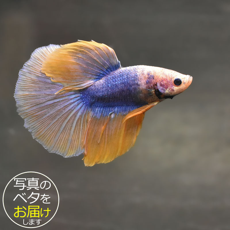 ベタはタイ原産の熱帯魚で、別名「闘魚」とも呼ばれています。 古くから観賞用や賭け事などで親しまれているペットフィッシュです。 ベタの大きな特徴の一つとしてラビリンス器官(補助呼吸器官)があげられます。 空気中の酸素を口から取り込み、器官を通すことによって呼吸をすることができます。 その為、エアポンプなどの器材を使わない(エコ水槽)でも飼育をすることができます。 中でもショー(ショークォリティ)ベタは観賞用として品種改良されたベタで、コンテストが開かれる程の様々な鰭の形や鮮やかな体色を持っています。 近年のショー・ベタは更にハイクォリティになり、美しさへのこだわりは進化し続けています。 ベタはコレクションや繁殖を目指したり、インテリア性も高いことから様々な楽しみ方のできる魅力的なペットフィッシュです。 魚種名：ベタ 出荷サイズ(約)：6〜7cm前後 最大サイズ(約)：6〜7cm前後 おススメ水槽サイズ：小型水槽から飼育可能 混泳について：△ 単独での飼育がおすすめです。 餌について： ベタ専用のフードをご利用ください。 [生体の発送について] 元気な状態でお届けするため、可能な限り早い時間帯での時間指定・お受け取りをお願い致します。 また、生体の到着後は速やかに状態をご確認下さいませ。 お届けが難しいと判断した場合はご連絡の上、ご注文をキャンセルさせて頂く場合がございます。 当店では、以下の取り組みを行っています。 ・選別を行い、状態の良い生体を発送します。 ・断熱効果の高い発送スチロールを梱包材として使用します。 ・保温のため、夏場は保冷剤、冬場はカイロを同梱します。 [生体のコンディションについて] 当店では、生体管理に万全を期しておりますが、一つの水槽に対し複数匹の生体をストック管理しているため、多少のヒレ欠け・ヒレ裂け等が発生する場合がございます。 返品・交換の対象外とさせて頂きますので予めご了承下さいませ。 また、日にちがたつにつれて、色や柄、体型などが変化する可能性がありますので、予めご了承ください。 [生体の死着補償について] 当店では生体の死着があった場合、再発送または商品代金の返金にて対応させて頂いております。 在庫状況により再発送が行えない場合がございます。 ※保障サービス付きの場合は、死着補償の対象外です。 ＊補償の対象＊ ・到着の時点で死亡している場合 ・著しく状態が悪く回復の見込みがない場合 (ひっくり返って浮いている、明らかに異常な泳ぎ方をしているもの) ※輸送過程での疲労・ストレスにより変色(白っぽい、黒っぽい)する場合がありますが次第に回復します。 ＊補償の対象外となるもの＊ ・配送が翌日16時以降となる地域の場合 ・お客様のご都合によりお受け取り日時が延長がされた場合 ・生体袋開封後の画像、返送の場合 ・到着後、6時間以内にご連絡頂けなかった場合 7月から9月の間(高温時期)、12月から3月の間(低温時期)の出荷に関しましては、翌日午前中のお受け取りが可能な場合のみを補償対象とさせて頂きます。 ＊死着の確認について＊ ・かならず袋に入った状態で写真を撮影して、メールに添付してご連絡ください。 当店で確認後、メールまたはお電話にて対応方法をご連絡いたします。■ベタと一緒にいかがですか？ 小型水槽 アクアエッグ ブルー 小型水槽 アクアエッグ グレー ベタソルト 100g フード ひかりベタ 2g ☆★お試し★☆ アクアシステムコンディショナー3種セット