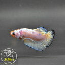 【ベタ】ファンシーショート♂ 個体番号:bta032 ベタ 熱帯魚 闘魚 きれい 美しい 高級 一点もの インテリア アクアリウム 生体(4)