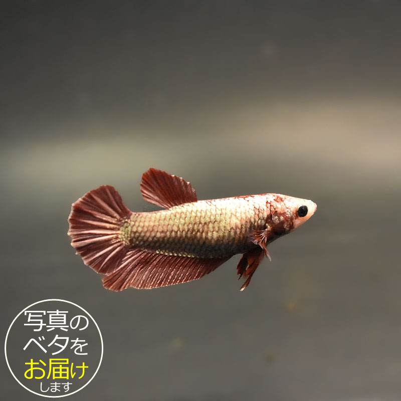 【ベタ】スーパーデルタ　♀ 個体番号:bta-sdF501 ベタ 熱帯魚 闘魚 きれい 美しい 高級 一点もの インテリア アクアリウム 生体
