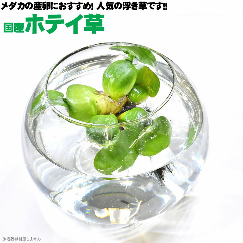 Plant Info 水面にぷかぷかと浮かぶ定番の水草です。 美しい花を咲かせるので鑑賞用としても親しまれています。 屋外での金魚やメダカの飼育では、日陰をつくってくれます。 根の部分にメダカが卵を産み付けやすいので、産卵繁殖にも活用できます。 飼育は簡単で日当たりのよい屋外で水に浮かべておくだけで成長し、肥料なども必要ありません。 室内など光が不足する場所だと全体が細くなり上手く育ちません。 よく洗ってから導入してください。 関連商品 アクアステージではこちらの商品もご用意しております。 ・(浮草) ホテイ草 国産 ホテイアオイ【3株セット】 ・(浮草) ホテイ草 国産 ホテイアオイ【5株セット】