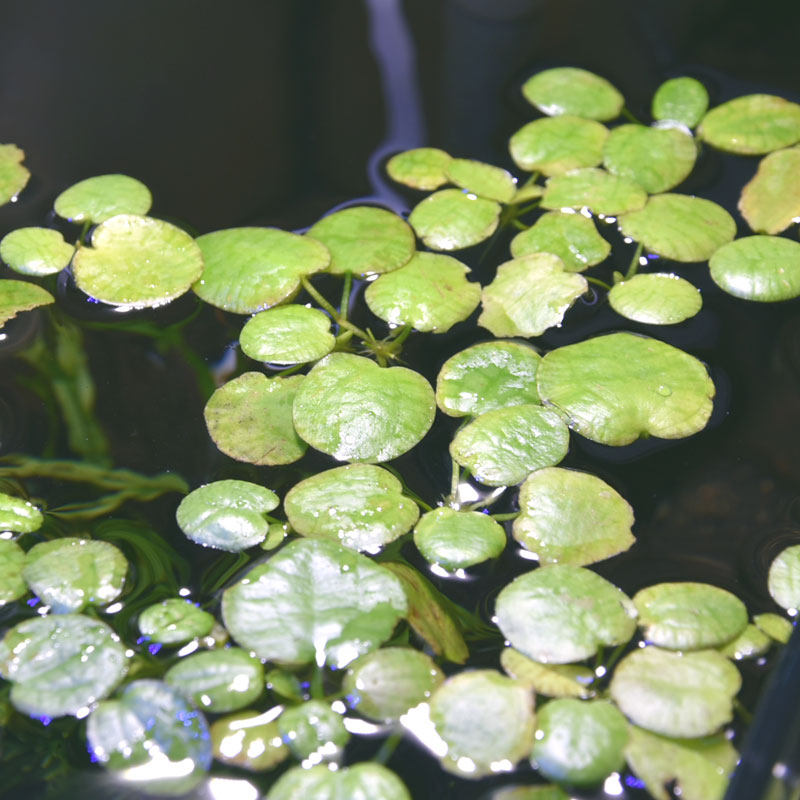 Plant Info 室内のアクアリウムで育成可能な水草です。 アマゾンフロッグビットと比べてコンパクトなかわいらしい浮き草です。 育成環境が良いとよく増えます。 1カップで8cm×8cmが覆えるくらいの量です。(サイズにより5〜10株程度が入ります) 関連商品 アクアステージではこちらの商品もご用意しております。 ・(浮き草) オオサンショウモ 国産 サルビニア【1カップ】