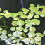 (浮き草) ドワーフフロッグビット 国産 ビオトープ 水辺植物【3カップ】
ITEMPRICE