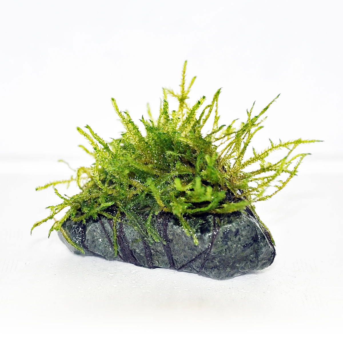 (水草) ウィローモス 天然石付き Sサイズ【3個セット】レイアウト 熱帯魚 水槽 ア...