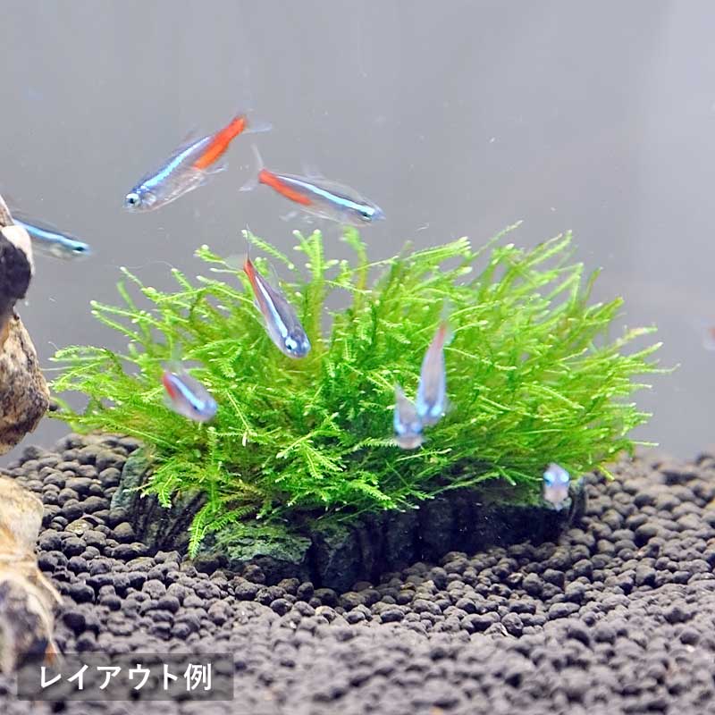 (水草) ウィローモス 天然石付き Sサイズ【3個セット】レイアウト 熱帯魚 水槽 ア...