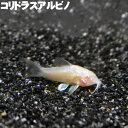 コリドラスアルビノ 白コリ 観賞魚 生体 アクアリウム 熱帯魚 コリドラス 定番 観賞魚 かわいい きれい 生体 アクアリウム 1匹 3匹 5匹 セット(4)