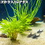 (熱帯魚) コリドラスパレアタス (2～3cm) 観賞魚 生体 アクアリウム
