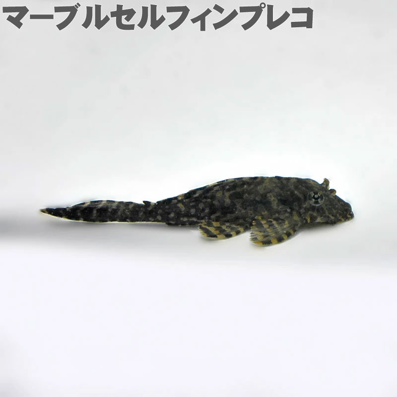 (熱帯魚) マーブルセルフィンプレコ (7～8cm) 観賞魚 生体 アクアリウム