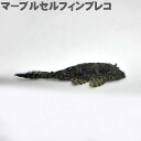 (熱帯魚) マーブルセルフィンプレコ (7～8cm) 観賞魚 生体 アクアリウム