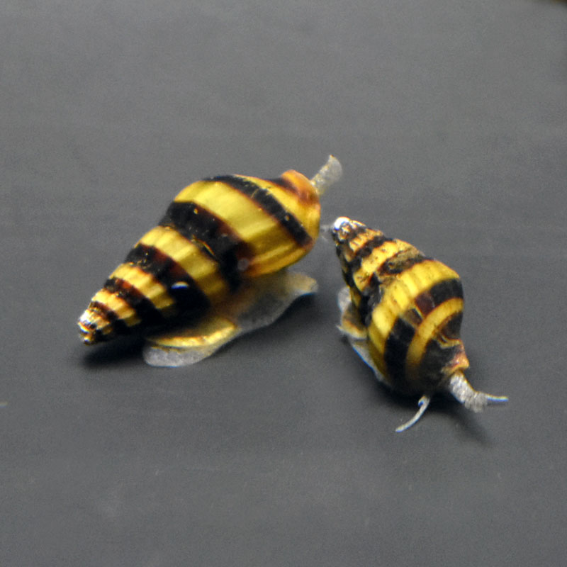 キラースネール 掃除 生体 アクアリウム 観賞魚 熱帯魚 定番 観賞魚 かわいい きれ...