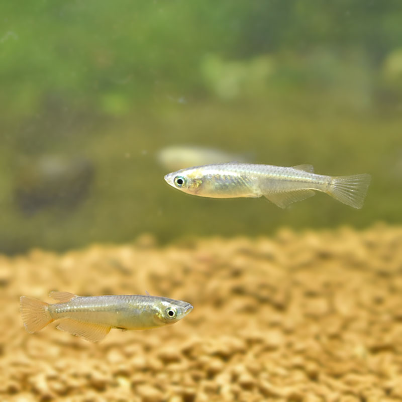 (めだか) 黒メダカ 【10匹セット】クロメダカ 生体 メダカ 淡水