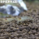 (エビ) ミナミヌマエビ (1～2cm) 熱帯魚 観賞魚 エビ シュリンプ コケ こけ取り 苔取り 国産 生体 アクアリウム