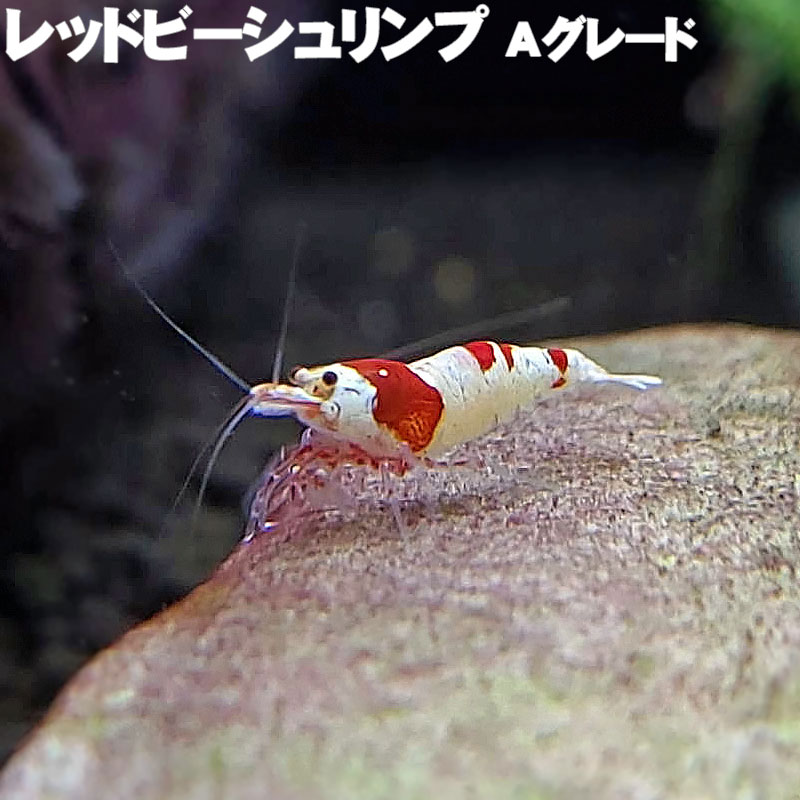 楽天市場】レッドビーシュリンプ ハイグレードの通販