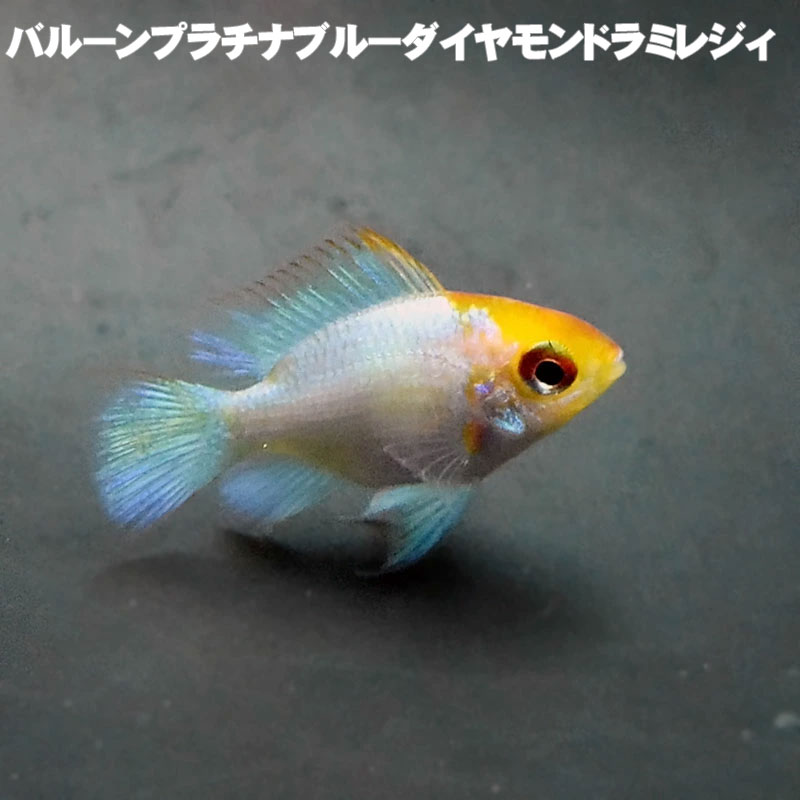 (熱帯魚) バルーンプラチナブルーダイヤモンドラミレジィ (2.5～3cm) アクアリウム 生体