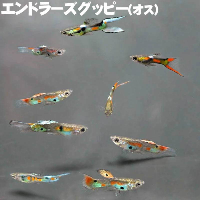 (熱帯魚) エンドラーズグッピー オス (2～3cm) 観賞魚 生体 アクアリウム