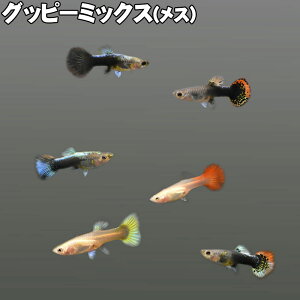 グッピーミックス 【メス】 熱帯魚 観賞魚 グッピー mix 定番 人気 生体 きれい 繁殖 アクアリウム 生体 3匹 5匹 10匹 セット