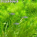 プリステラテトラ テトラ カラシン 小型 熱帯魚 観賞魚 きれい 生体 アクアリウム 1匹 3匹 5匹 セット