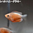 (熱帯魚) レッドハニーグラミー (3～4cm) 観賞魚 生体 アクアリウム