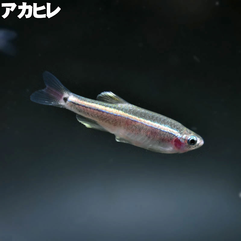 (熱帯魚) アカヒレ Lサイズ (2.5～3cm) 