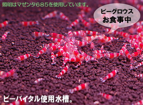 �ӡ��Х����� 250ml �����������ƥ� �ӡ�������� ŷ����ʬ ������� ���� �ߥͥ�� ź�� ���Ȥ� ����ǥ�����ʡ� �������ꥦ�� ����