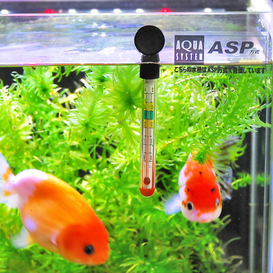 �ڿ���ο岹�徺�к��ˡ��۹����ٿ岹�� �����������ƥ� ���� �岹�� ���ٷ� �������ꥦ��