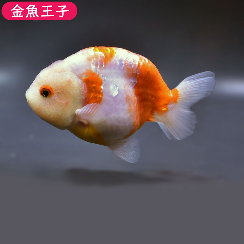 【金魚王子】桜錦(13センチ前後) 個体番号:fgh381　金魚 きんぎょ 生体 らんちゅう 厳選個体