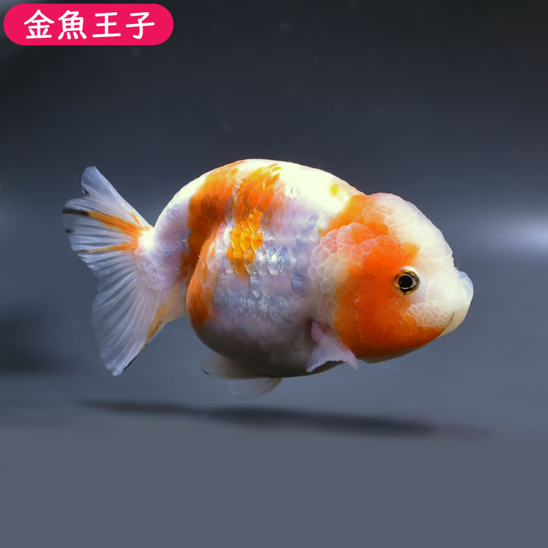 【金魚王子】桜錦(13センチ前後) 個体番号:fgh382　金魚 きんぎょ 生体 らんちゅう 厳個体