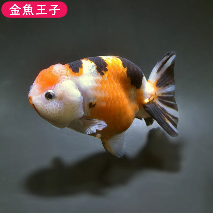 【金魚王子】江戸錦 (11センチ前後) 個体番号:fgh424 金魚 きんぎょ 生体 らんちゅう 厳選個体