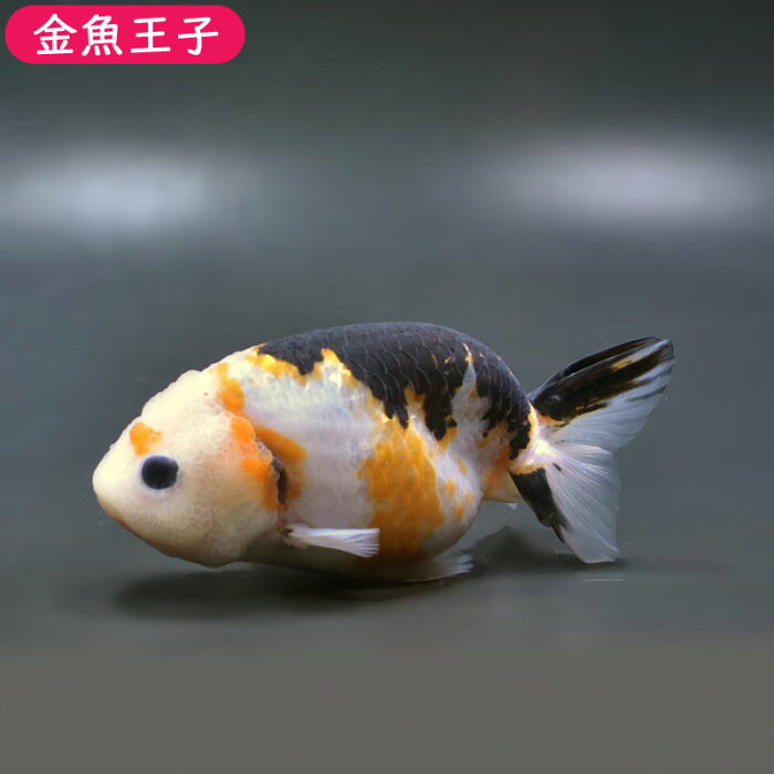 【金魚王子】江戸錦 (11.5センチ前後) 個体番号:fgh425 金魚 きんぎょ 生体 らんちゅう 厳選個体