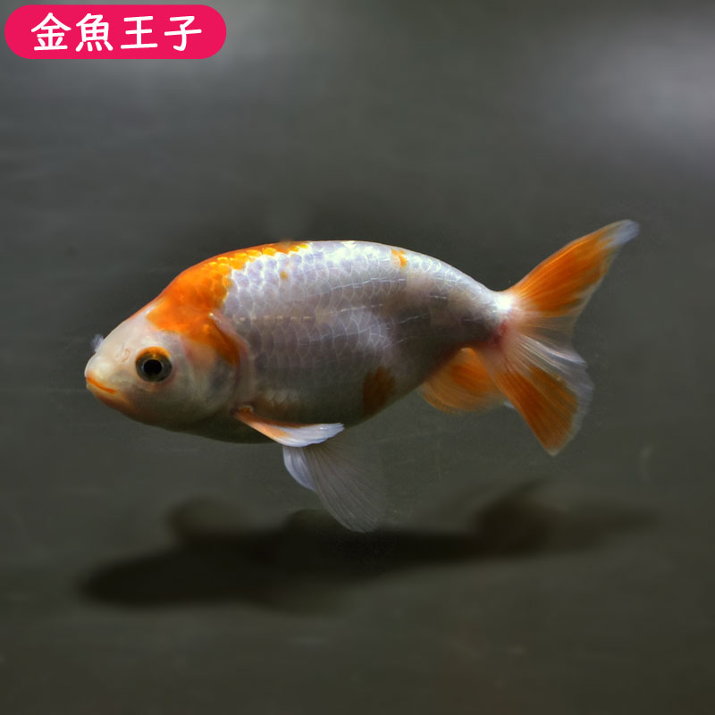 【金魚王子】ナンキン（南京）(11±1cm前後) 個体番号:bgt541　金魚 きんぎょ 生体 ナンキン（南京） 厳選個体