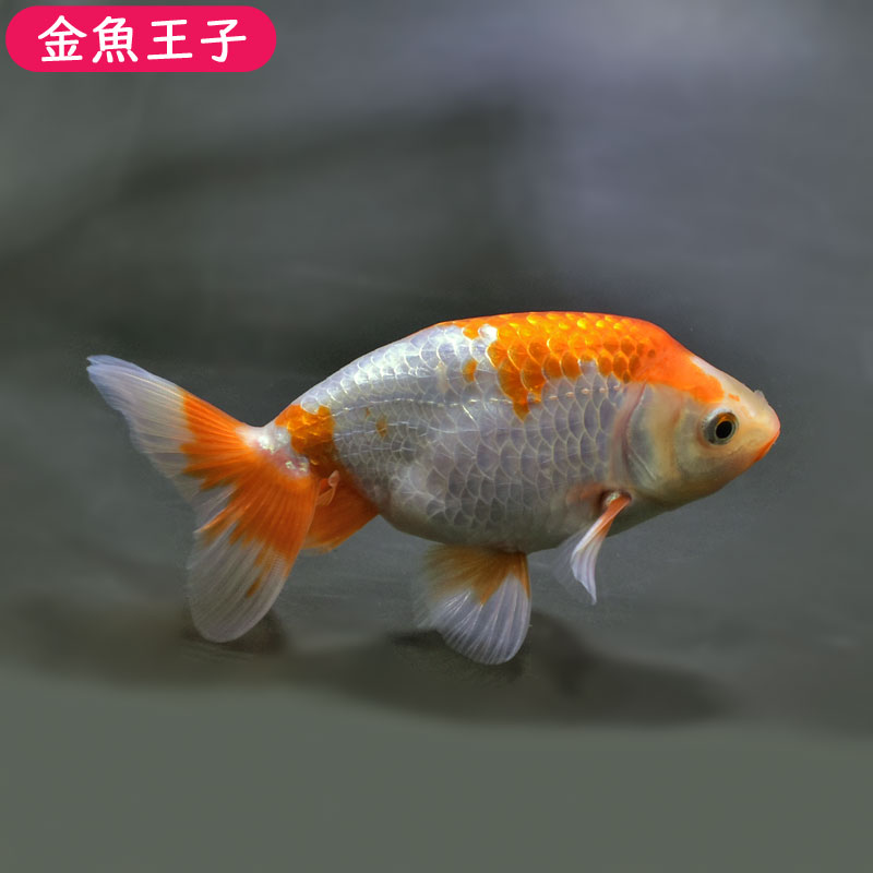 【金魚王子】ナンキン（南京）(11±1cm前後) 個体番号:bgt545　金魚 きんぎょ 生体 ナンキン（南京） 厳選個体 1