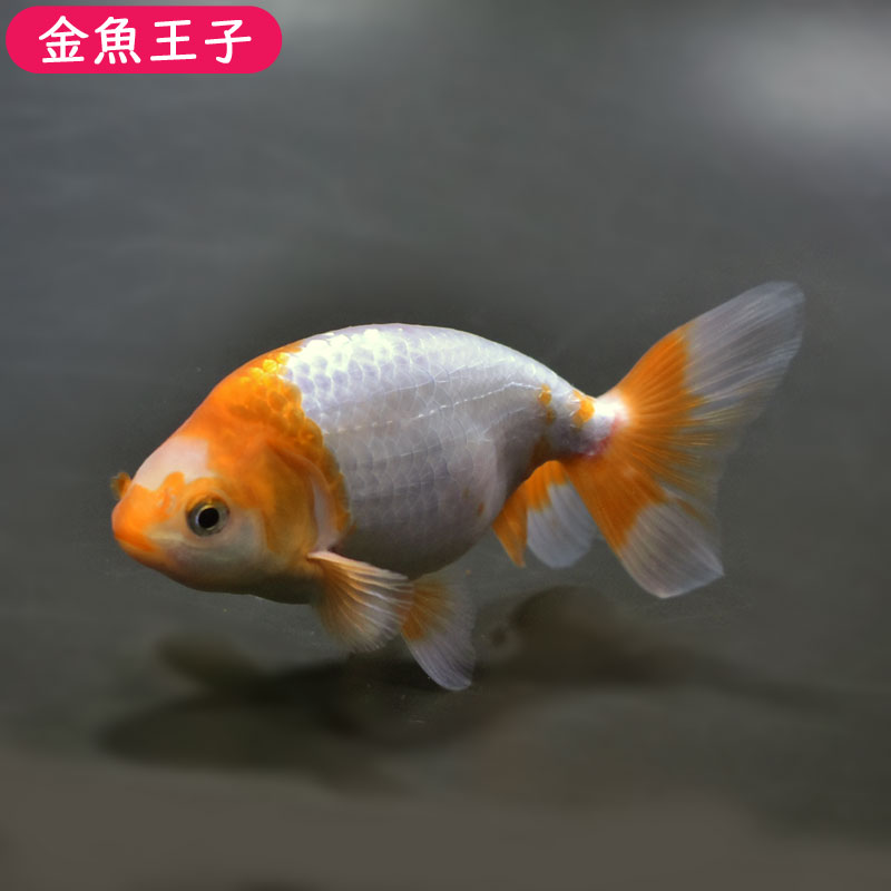 【金魚王子】ナンキン（南京）(11±1cm前後) 個体番号:bgt547　金魚 きんぎょ 生体 ナンキン（南京） 厳選個体