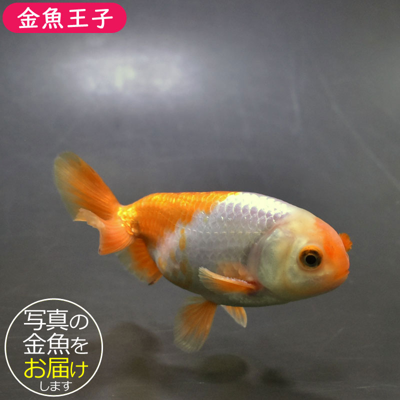 【金魚王子】大阪らんちゅう 11cm前後 個体番号:bgt574 金魚 きんぎょ 生体 大阪 らんちゅう 厳選個体