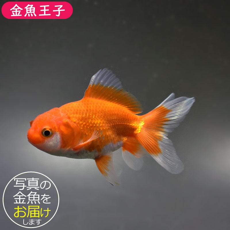 【金魚王子】レッドオランダ 8cm前後 (個体番号：bgt611) 金魚 きんぎょ 生体 オランダ獅子頭 厳選個体 1