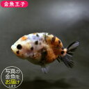 【金魚王子】江戸錦 8.5cm前後 (個体番号：bgt622) 金魚 きんぎょ 生体 らんちゅう 厳選個体