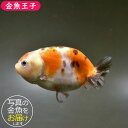 【金魚王子】江戸錦 8.5cm前後 (個体番号：bgt625) 金魚 きんぎょ 生体 らんちゅう 厳選個体