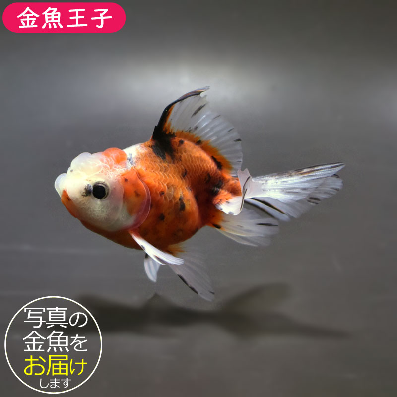 【金魚王子】東錦 8.5cm前後 (個体番号：bgt701) 金魚 きんぎょ 生体 オランダ獅子頭 厳選個体